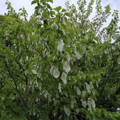 Davidia Involucrata - Duetræ