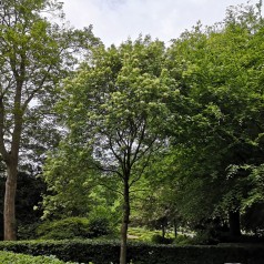 Davidia Involucrata - Duetræ