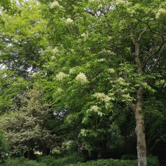 Davidia Involucrata - Duetræ