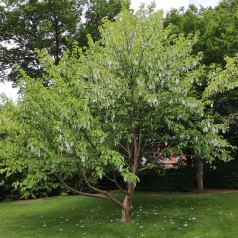 Davidia Involucrata - Duetræ
