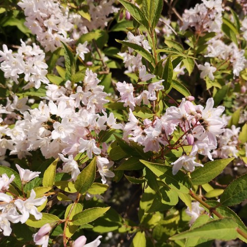 Deutzia carmina Rosea - Stjernetop