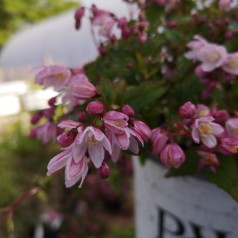 Deutzia Yuki Cherry Blossom - Lille Stjernetop