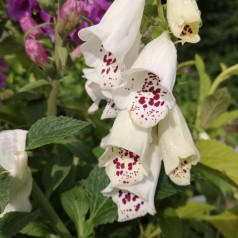 Digitalis purpurea Dalmatian White - Fingerbølblomst