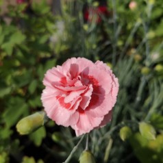 Dianthus Plumarius Doris / Fjernellike