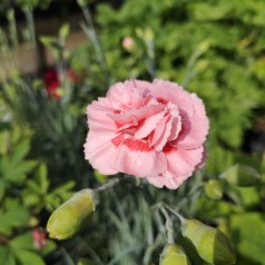 Dianthus Plumarius Doris / Fjernellike