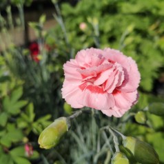 Dianthus Plumarius Doris / Fjernellike