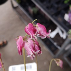 Dicentra hybrid King of Heart - Småhjerte