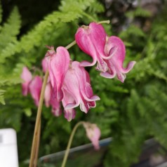 Småhjerte King of Heart - Dicentra hybrid King of Heart