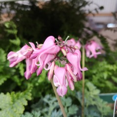 Dicentra hybrid King of Heart - Småhjerte