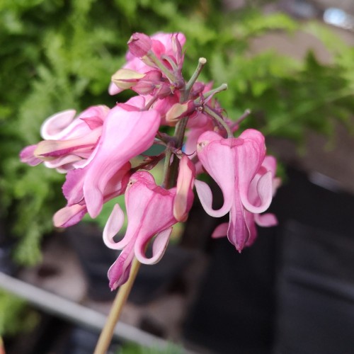 Dicentra hybrid King of Heart - Småhjerte