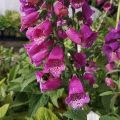 Digitalis purpurea Dalmatian Purple - Fingerbølblomst