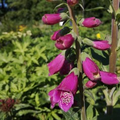 Digitalis purpurea Dalmatian Purple - Fingerbølblomst