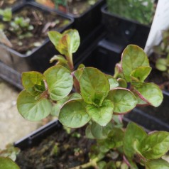 Mynte Eau de Cologne - Mentha rotundifolia Eau de Cologne