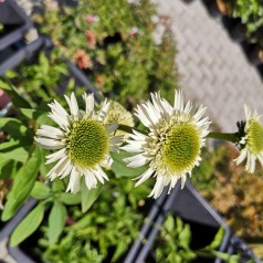 Echinacea purpurea Delicious Nougat - Purpursolhat