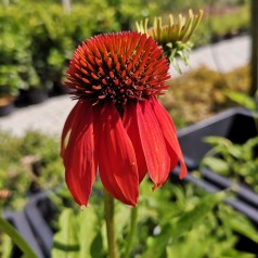 Echinacea purpurea Lakota Red - Purpursolhat