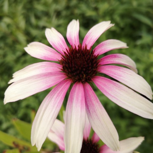 Echinacea Purpurea Pretty Parasols / Purpursolhat