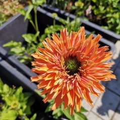 Echinacea purpurea SunSeekers Rainbow - Purpursolhat