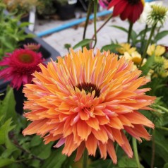 Echinacea purpurea SunSeekers Rainbow - Purpursolhat