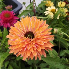 Echinacea purpurea SunSeekers Rainbow - Purpursolhat