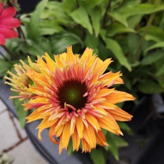 Echinacea purpurea SunSeekers Rainbow - Purpursolhat