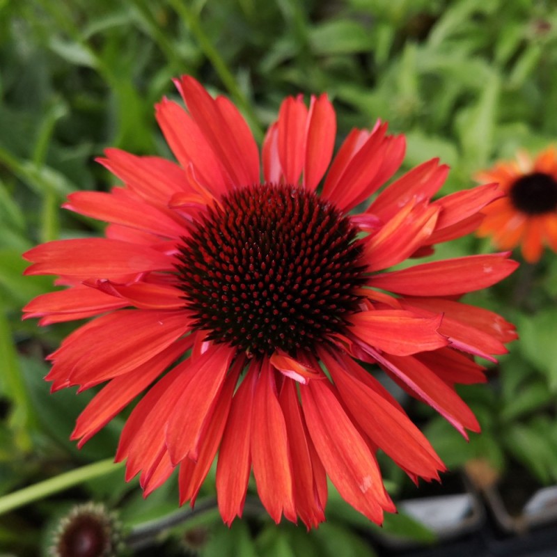 Echinacea Purpurea SunSeekers Orange - Purpursolhat