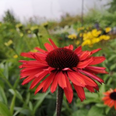 Echinacea Purpurea SunSeekers Orange - Purpursolhat