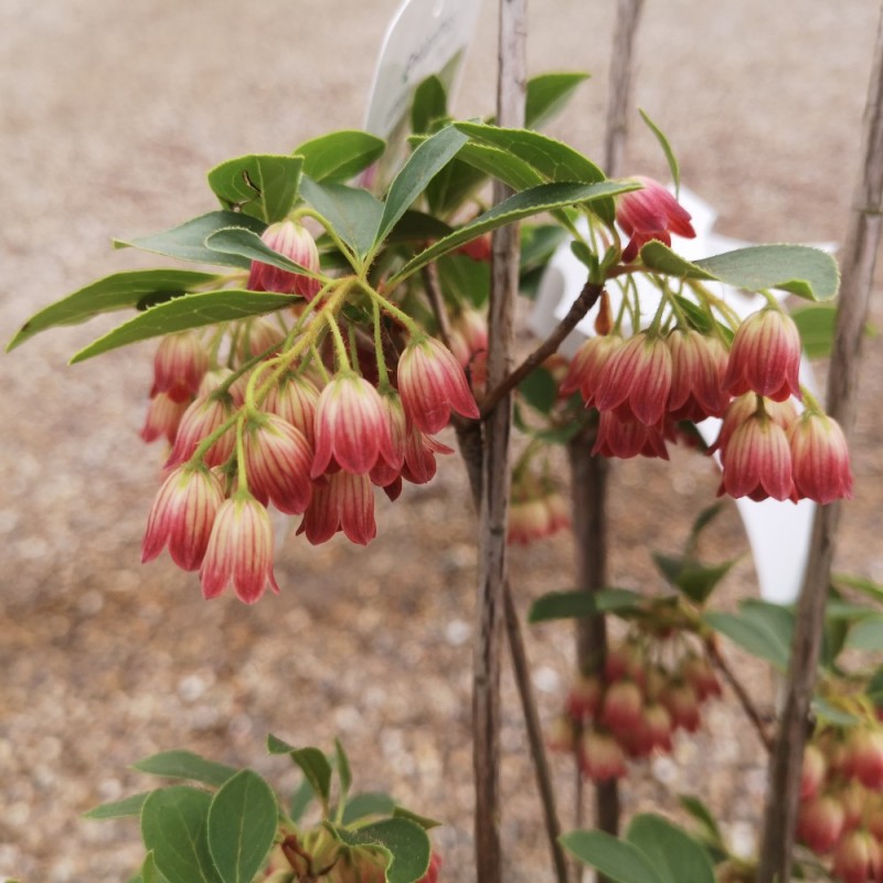 Enkianthus Campanulatus - Pagodebusk