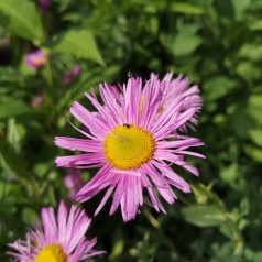 Erigeron hybrid Rosa Juwel / Bakkestjerne