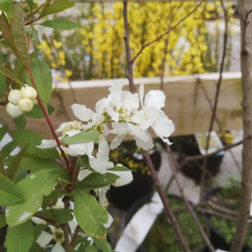 Exochorda Racemosa Blushing Pearl - Perlebusk