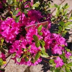 Rhododendron Geisha Purple - Japansk Azalia