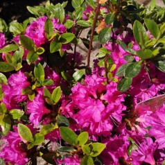 Rhododendron Geisha Purple - Japansk Azalia