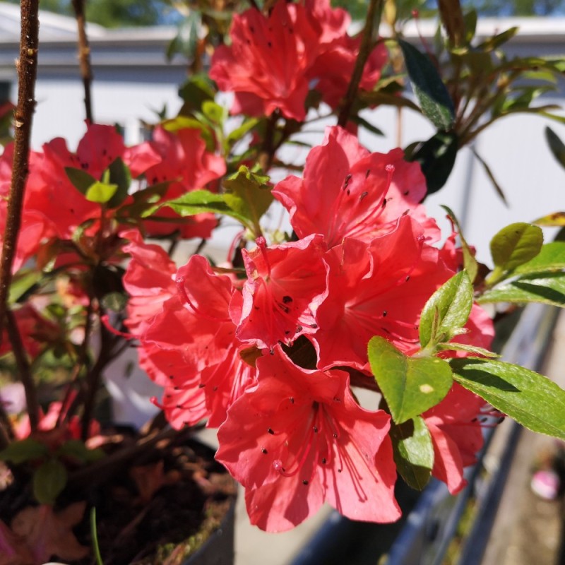 Rhododendron Geisha Orange - Japansk Azalea