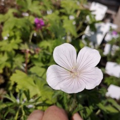 Geranium clarkei kashmir White / Storkenæb