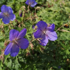 Geranium Himalayense Johnsons Blue / Storkenæb