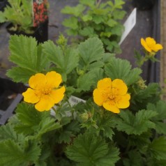 Geum montanum Diana / Bjerg-Nellikerod