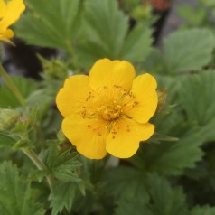 Geum montanum Diana / Bjerg-Nellikerod