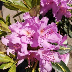 Rhododendron hybrid Goldflimmer