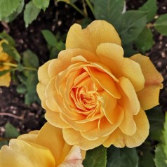 Rose Graham Thomas - Engelsk Rose