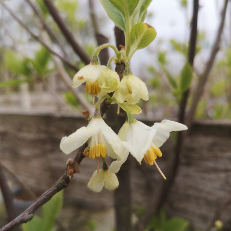 Halesia carolina - Sneklokketræ