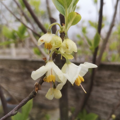 Halesia carolina - Sneklokketræ