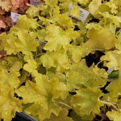 Heuchera hybrid Lime Marmalade / Alunrod