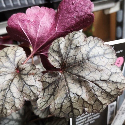 Heuchera hybrid Silver Scrolls®/ Alunrod