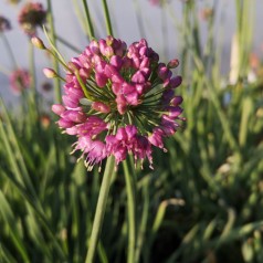 Allium senescens Medusas Hair - Prydløg