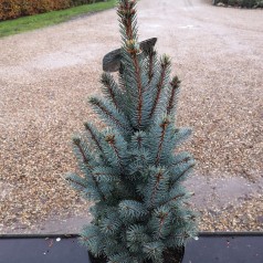 Picea Pungens Iseli Fastigiata - Søjle Blågran / 60-80 cm.