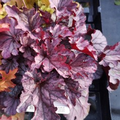 Heuchera hybrid Huckleberry / Alunrod