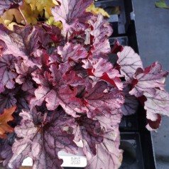 Alunrod Huckleberry - Heuchera hybrid Huckleberry