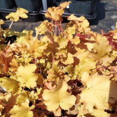 Alunrod Marmalade - Heuchera hybrid Marmalade