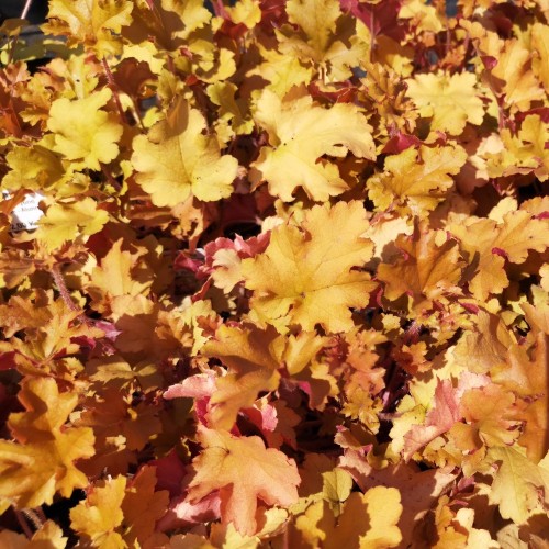 Heuchera hybrid Marmalade - Alunrod