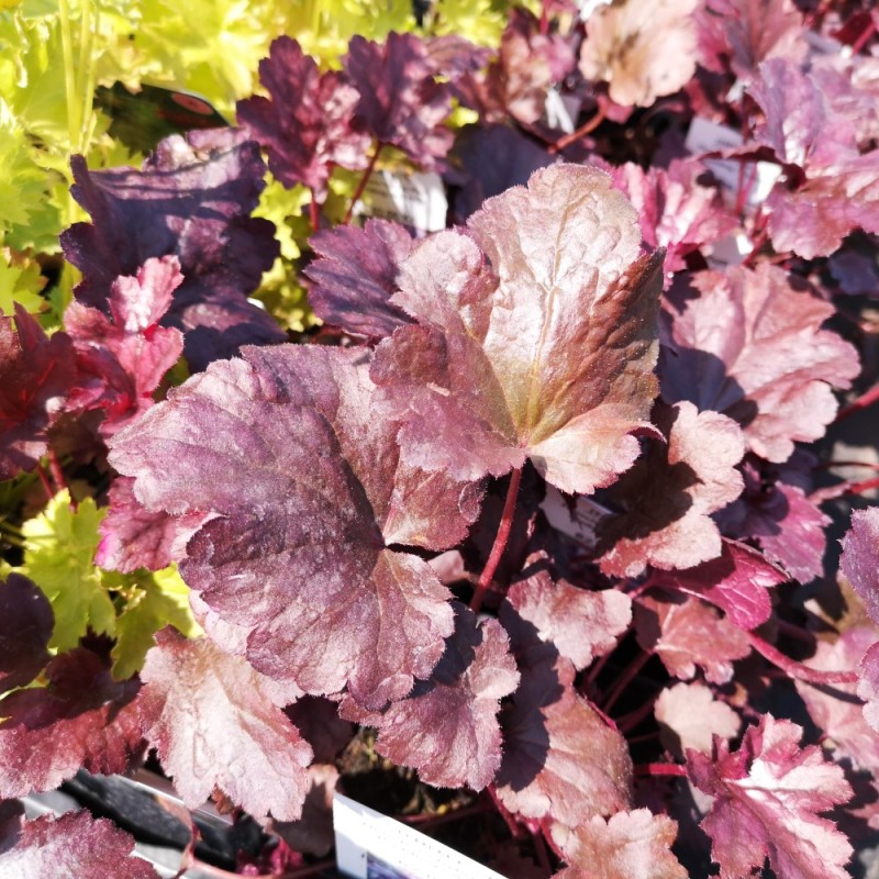 Heuchera hybrid Plum Pudding / Alunrod