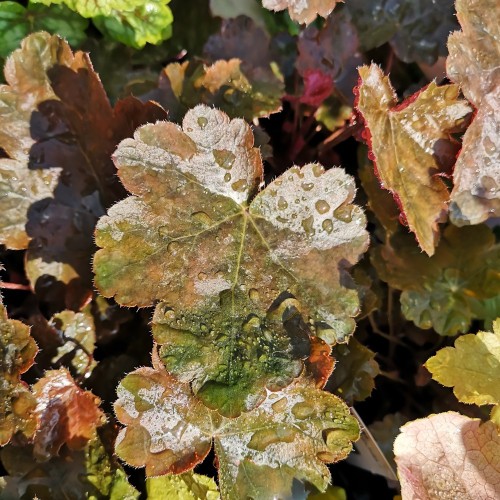 Heuchera hybrid Rachel / Alunrod